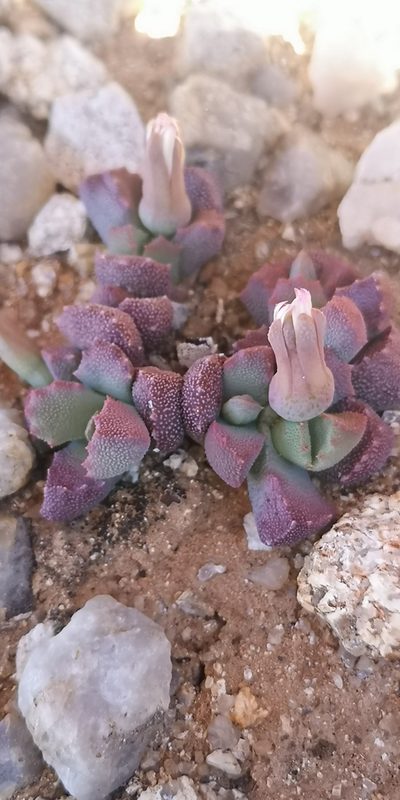 Stomatium alboroseum, photographed by leandra-k_89
