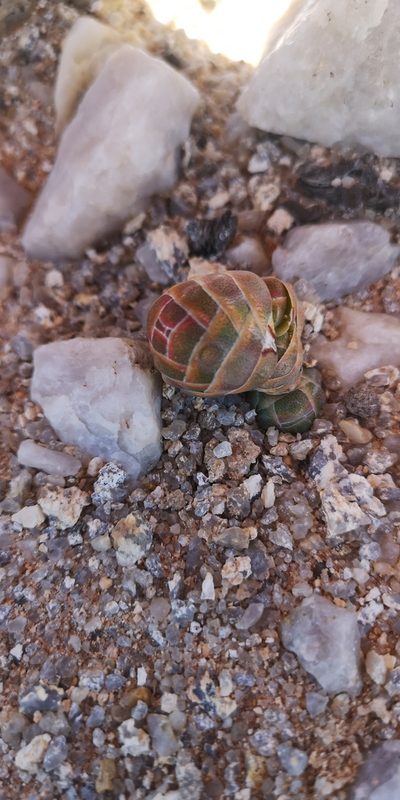 Crassula barklyi, photographed by leandra-k_89