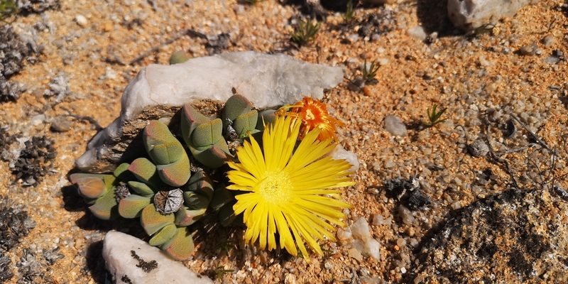 Cheiridopsis excavata, photographed by leandra-k_89