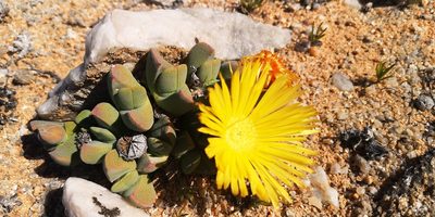 Cheiridopsis excavata, photographed by leandra-k_89