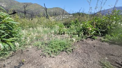 Astragalus congdonii, photographed by Chris Winchell