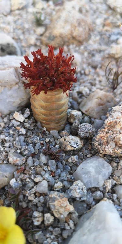 Crassula barklyi, photographed by leandra-k_89