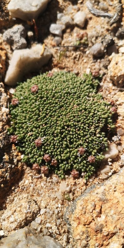Antimima lodewykii, photographed by leandra-k_89