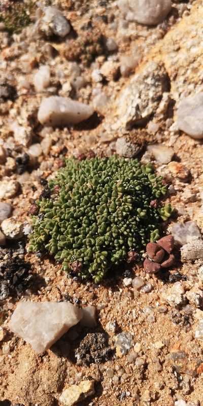 Antimima lodewykii, photographed by leandra-k_89
