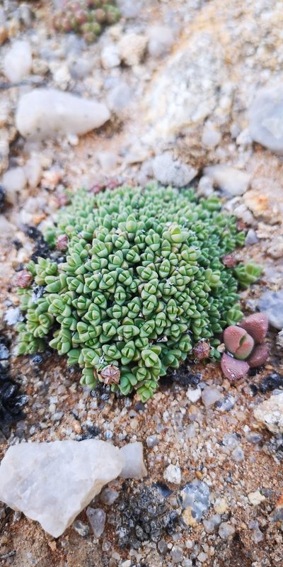Antimima lodewykii, photographed by leandra-k_89