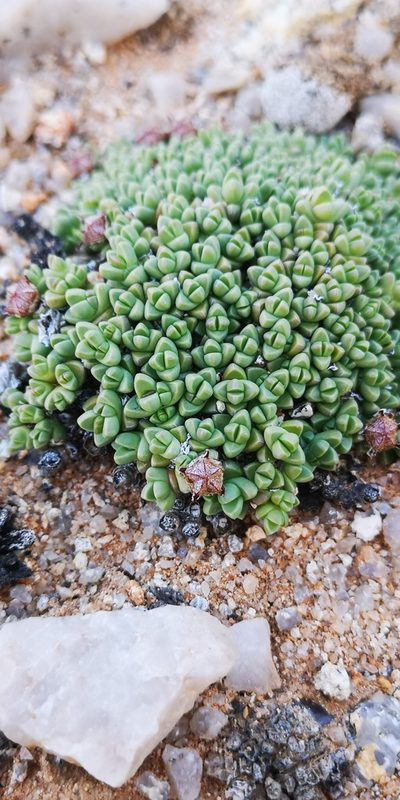 Antimima lodewykii, photographed by leandra-k_89