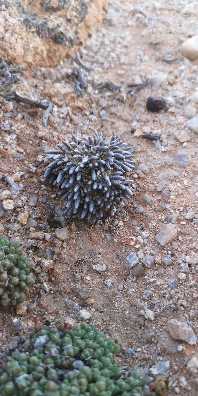 Anacampseros quinaria, photographed by leandra-k_89
