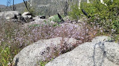 Phacelia platyloba, photographed by Chris Winchell