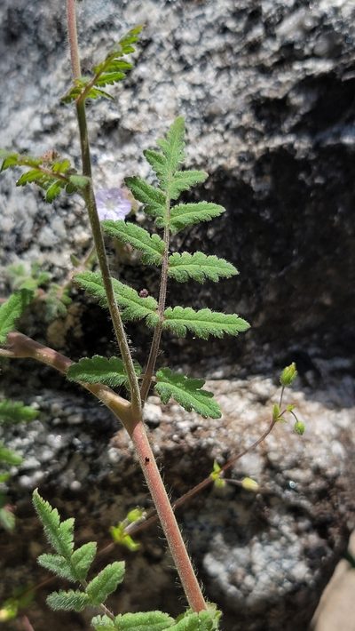 Phacelia platyloba, photographed by Chris Winchell