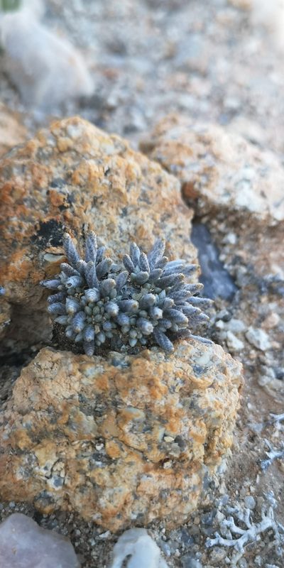 Anacampseros quinaria, photographed by leandra-k_89