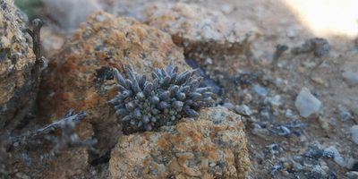 Anacampseros quinaria, photographed by leandra-k_89