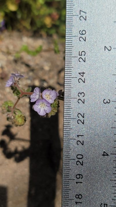 Phacelia platyloba, photographed by Chris Winchell