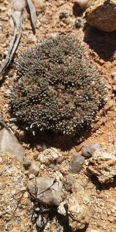 Anacampseros quinaria, photographed by leandra-k_89