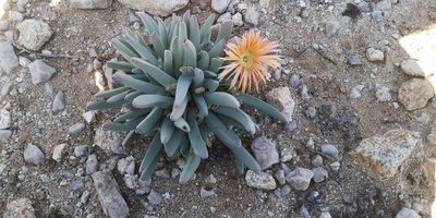 Cheiridopsis denticulata, photographed by leandra-k_89