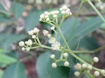 Turpinia montana, photographed by Toby Y