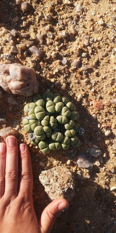 Vanheerdea primosii, photographed by leandra-k_89