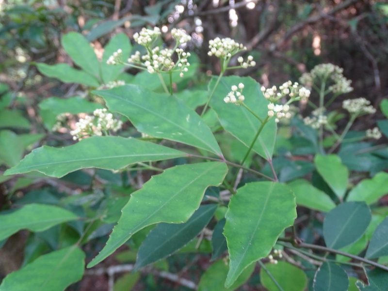 Turpinia montana, photographed by Toby Y