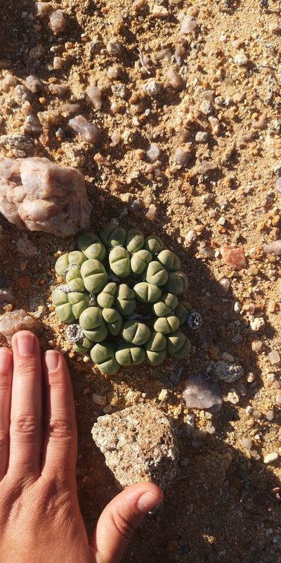 Vanheerdea primosii, photographed by leandra-k_89