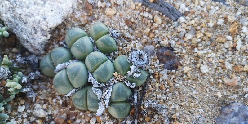 Vanheerdea primosii, photographed by leandra-k_89