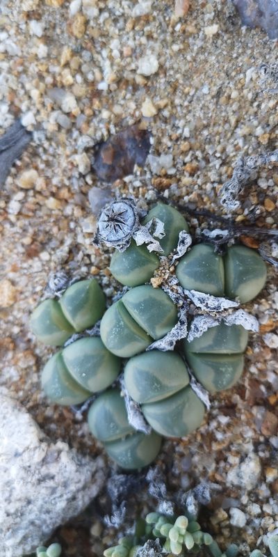Vanheerdea primosii, photographed by leandra-k_89