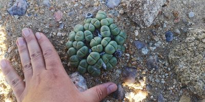 Vanheerdea primosii, photographed by leandra-k_89