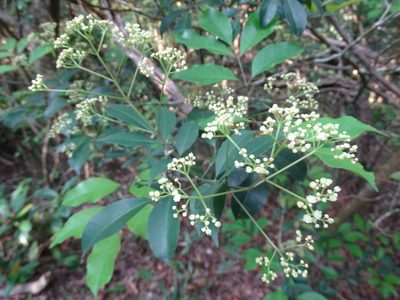 Turpinia montana, photographed by Toby Y