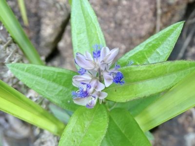Polygala hongkongensis, photographed by Toby Y