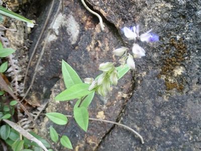 Polygala hongkongensis, photographed by Toby Y