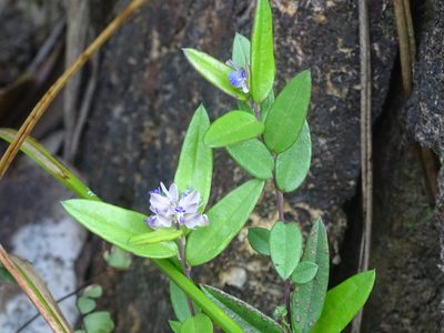 Polygala hongkongensis, photographed by Toby Y