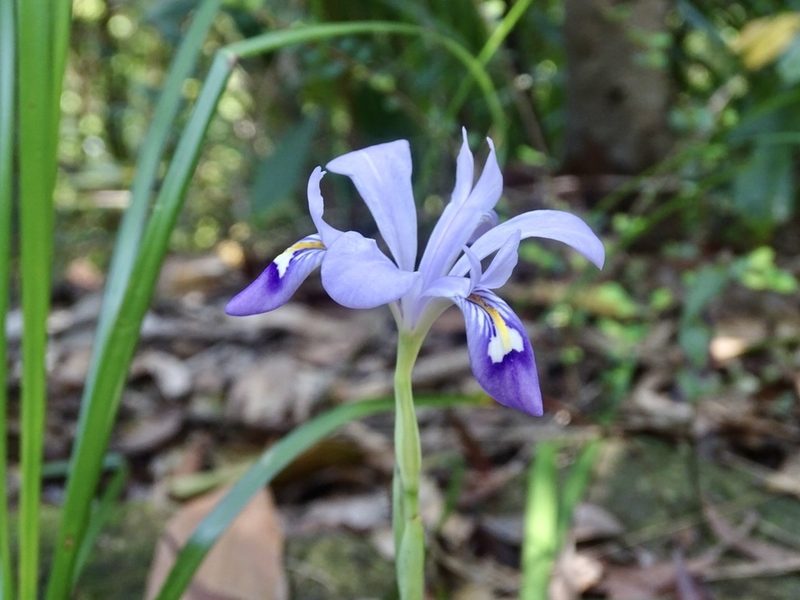 Iris speculatrix, photographed by Toby Y