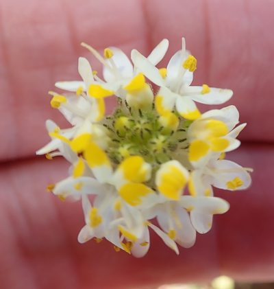 Polycarena aurea, photographed by Peter Warren
