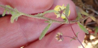 Polycarena aurea, photographed by Peter Warren