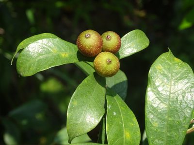 Ficus pyriformis, photographed by Toby Y