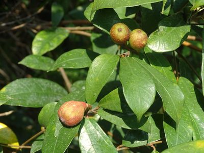 Ficus pyriformis, photographed by Toby Y
