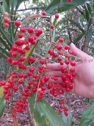 Cordyline manners-suttoniae, photographed by Tim