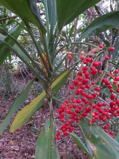 Cordyline manners-suttoniae, photographed by Tim