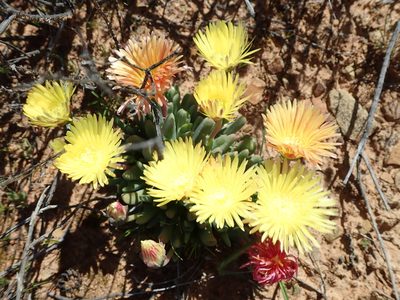 Cheiridopsis namaquensis, photographed by Peter Warren