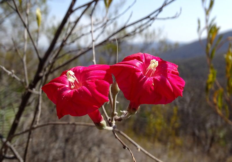 Ipomoea conzattii, photographed by Alexis López Hernández