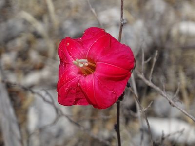 Ipomoea conzattii, photographed by Alexis López Hernández