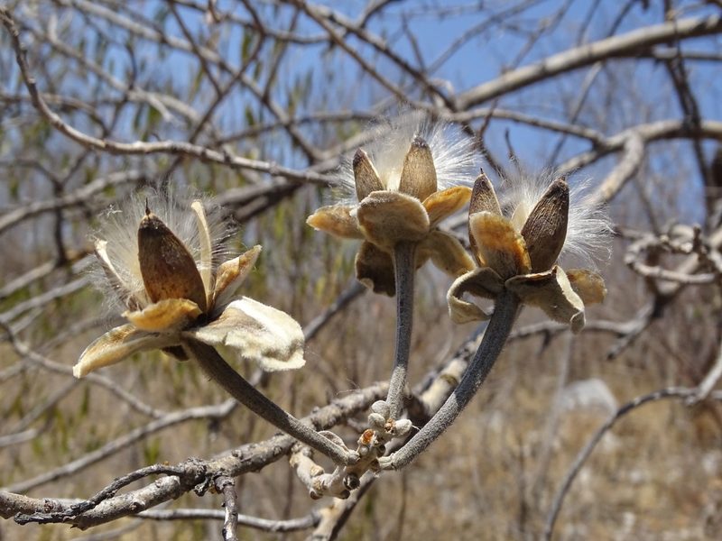 Ipomoea murucoides, photographed by Alexis López Hernández