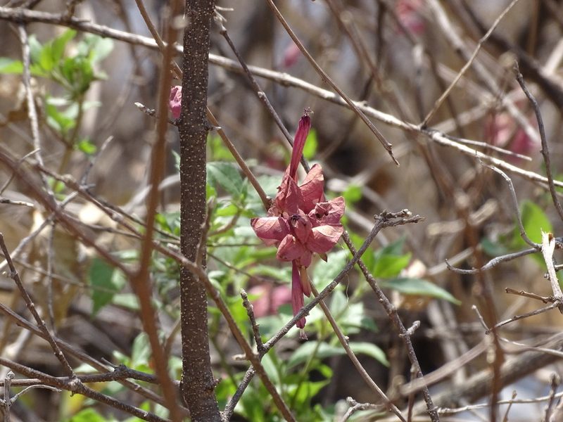 Ipomoea bracteata, photographed by Alexis López Hernández