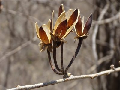 Ipomoea pauciflora, photographed by Alexis López Hernández