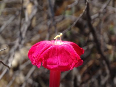 Ipomoea conzattii, photographed by Alexis López Hernández