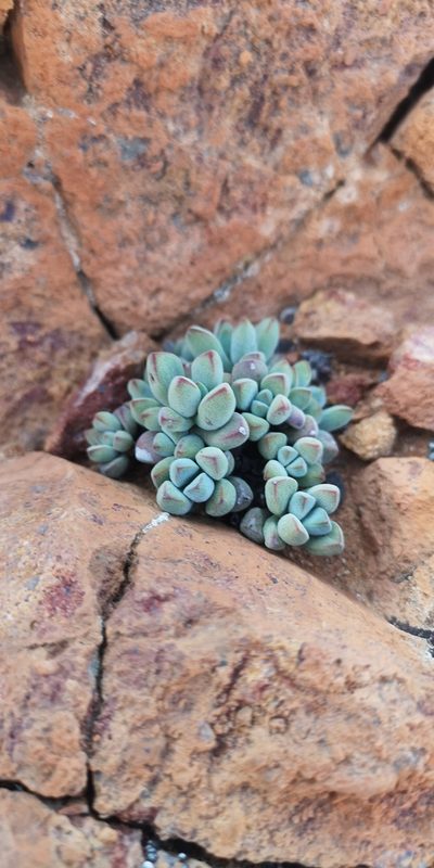 Crassula elegans, photographed by leandra-k_89