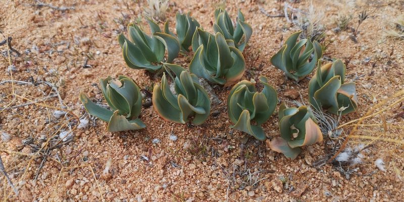 Fusifilum physodes, photographed by leandra-k_89