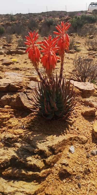 Aloe krapohliana, photographed by leandra-k_89