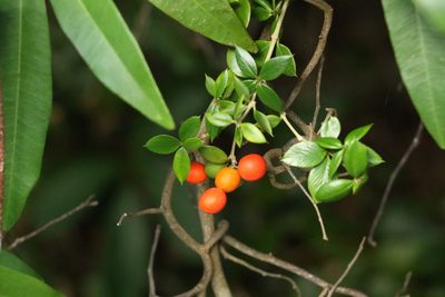 Alyxia ruscifolia, photographed by Greg Tasney