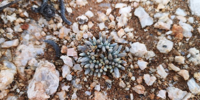 Anacampseros quinaria, photographed by leandra-k_89