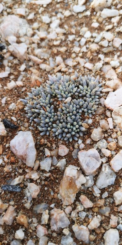 Anacampseros quinaria, photographed by leandra-k_89