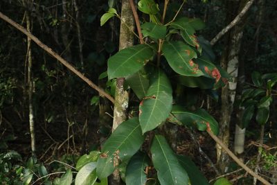 Pleioluma queenslandica, photographed by Greg Tasney